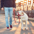 Dog Mouth Muzzles anti Bark Dog Collar Breathable Dog Training Tool Nylon Muzzle Set with Reflective Strips Summer Pet Leashes